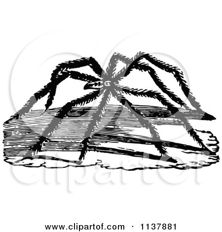 Clipart Of A Retro Vintage Black And White Long Legged Spider - Royalty Free Vector Illustration by Prawny Vintage
