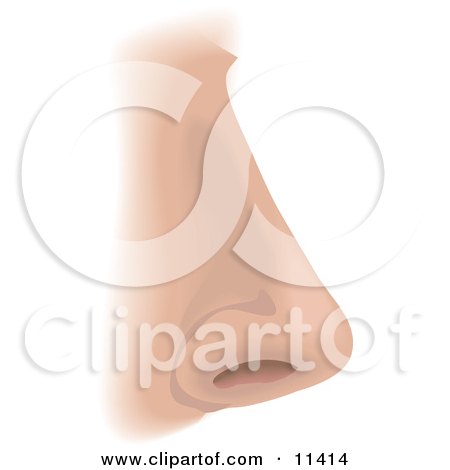 Human Nose and Nostril Clipart Illustration by AtStockIllustration