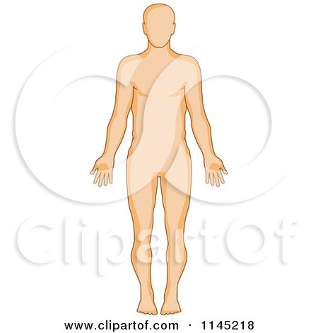 Clipart of a Human Anatomy Man From the Front - Royalty Free Vector Illustration by patrimonio