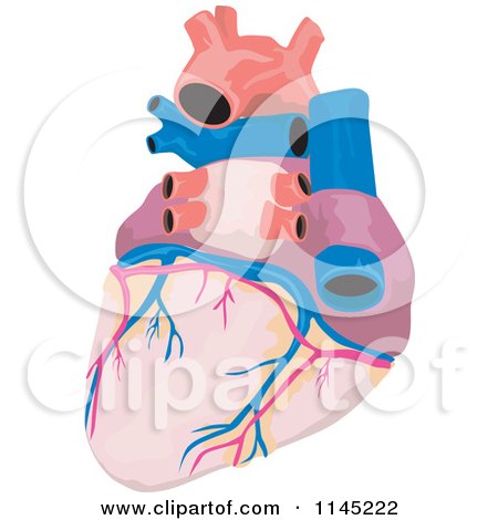 Clipart of a Human Heart - Royalty Free Vector Illustration by patrimonio