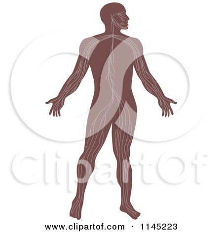Clipart of a Human Anatomy Man Showing the Nervous System - Royalty Free Vector Illustration by patrimonio