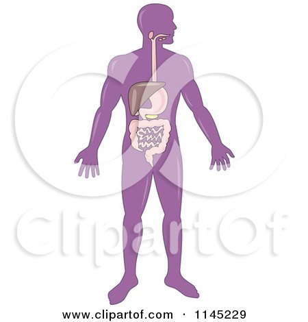 Clipart of a Purple Human Anatomy Man with the Stomach - Royalty Free Vector Illustration by patrimonio