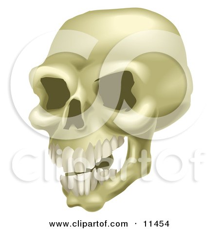 Human Skull With Teeth Posters, Art Prints