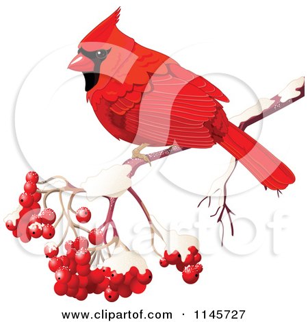 Clipart of a Red Cardinal on a Branch with Berries - Royalty Free Vector Illustration by Pushkin