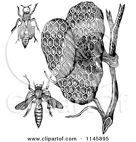 Clipart of Retro Vintage Black and White Paper Wasps and Honeycombs - Royalty Free Vector Illustration by Prawny Vintage