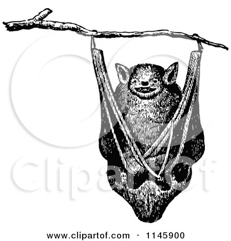 Clipart of a Retro Vintage Black and White Bat Hanging in a Tree - Royalty Free Vector Illustration by Prawny Vintage