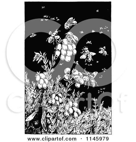 Clipart of Retro Vintage Black and White Bees on Berries - Royalty Free Vector Illustration by Prawny Vintage
