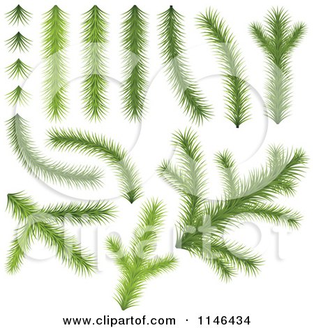 Clipart of Conifer Tree Branches - Royalty Free Vector Illustration by dero