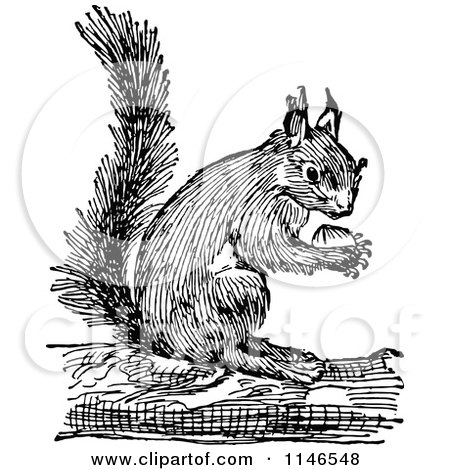 Clipart of a Retro Vintage Black and White Squirrel Holding a Nut 2 - Royalty Free Vector Illustration by Prawny Vintage