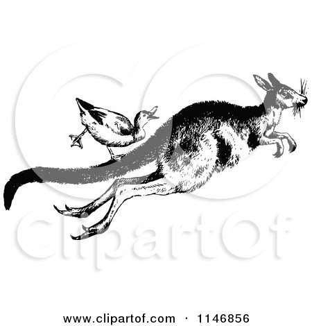 Clipart of a Retro Vintage Black and White Duck Riding a Kangaroo - Royalty Free Vector Illustration by Prawny Vintage