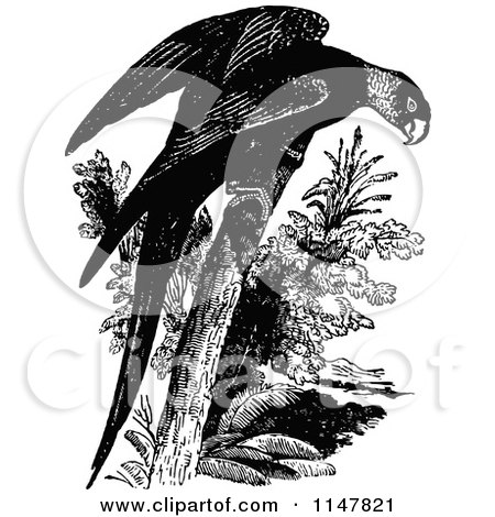Clipart of a Retro Vintage Black and White Parrot - Royalty Free Vector Illustration by Prawny Vintage