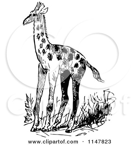 Clipart of a Retro Vintage Black and White Giraffe - Royalty Free Vector Illustration by Prawny Vintage