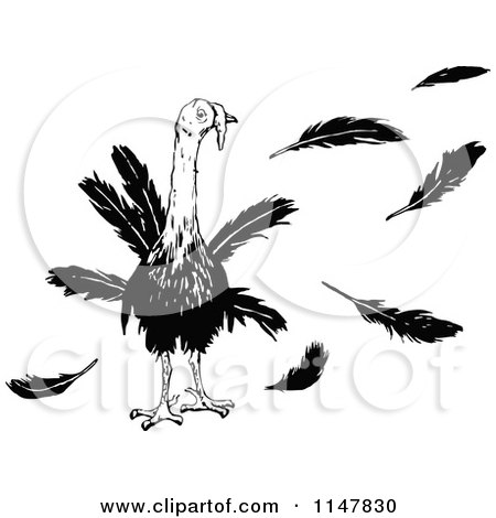 Clipart of a Retro Vintage Black and White Turkey Bird and Feathers - Royalty Free Vector Illustration by Prawny Vintage