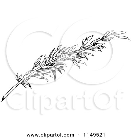 Clipart of a Retro Vintage Black and White Olive Branch - Royalty Free Vector Illustration by Prawny Vintage