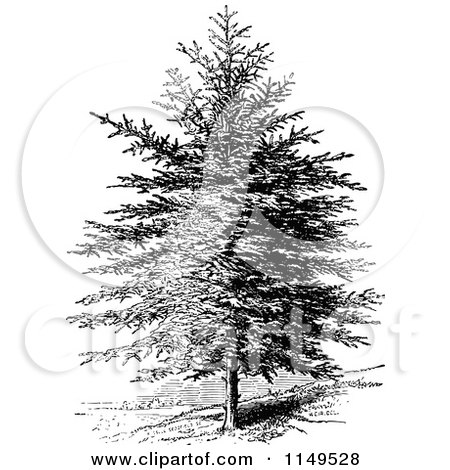 Clipart of a Retro Vintage Black and White Pine Tree - Royalty Free Vector Illustration by Prawny Vintage