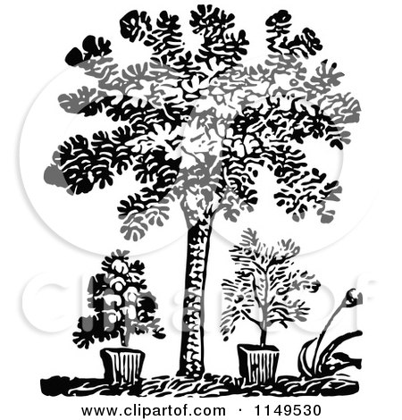 Clipart of a Retro Vintage Black and White Tree and Potted Plants - Royalty Free Vector Illustration by Prawny Vintage