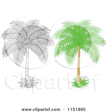 Clipart of an Outlined and Colored Palm Tree - Royalty Free Vector Illustration by Alex Bannykh