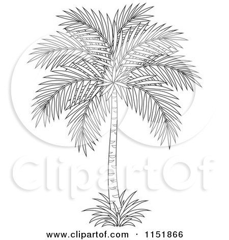 Clipart of an Outlined Palm Tree - Royalty Free Vector Illustration by Alex Bannykh