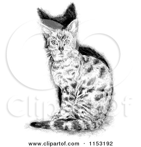 Cartoon of a Black and White Sitting Cat - Royalty Free Vector Illustration by lineartestpilot