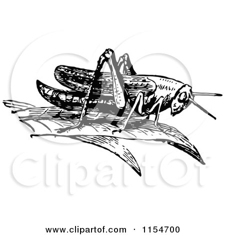 Clipart of a Retro Vintage Black and White Grasshopper - Royalty Free Vector Clipart by Prawny Vintage