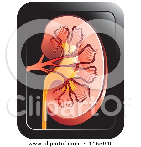 Clipart of a Human Kidney Icon - Royalty Free Vector Illustration by Lal Perera