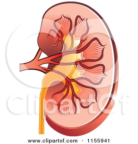 Clipart of a Human Kidney - Royalty Free Vector Illustration by Lal Perera