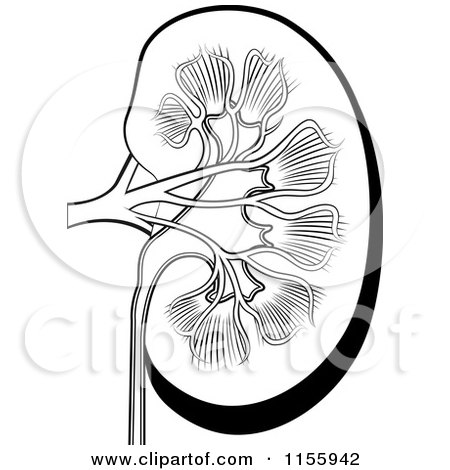 Clipart of a Black and White Human Kidney - Royalty Free Vector Illustration by Lal Perera