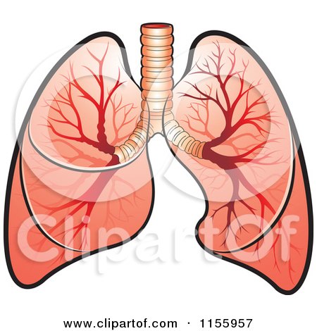Clipart of Human Lungs - Royalty Free Vector Illustration by Lal Perera