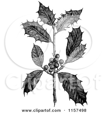 Clipart of a Retro Vintage Black and White Sprig of American Holly - Royalty Free Vector Illustration by Prawny Vintage