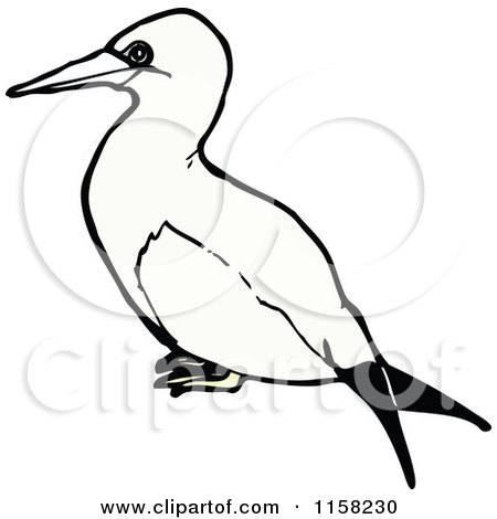 Cartoon of a Gannet Bird - Royalty Free Vector Illustration by lineartestpilot