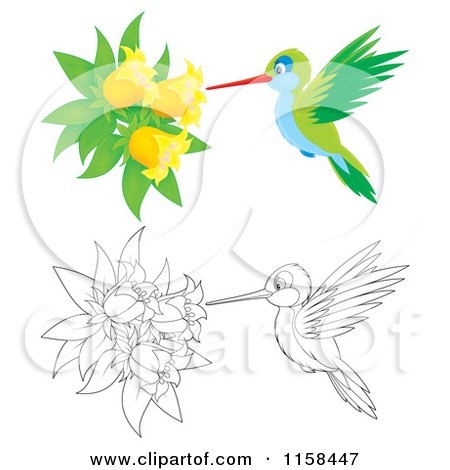 Cartoon of Colored and Outlined Hummingbirds Getting Nectar from Bell Flowers - Royalty Free Illustration by Alex Bannykh