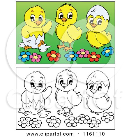 Cartoon of Outlined and Colored Hatching Chicks - Royalty Free Vector Clipart by visekart