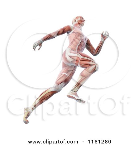 Clipart of the 3d Muscle Anatomy of a Runner - Royalty Free CGI Illustration by Mopic