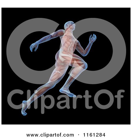Clipart of 3d Anatomy of a Runner with Visible Muscles, on Black - Royalty Free CGI Illustration by Mopic