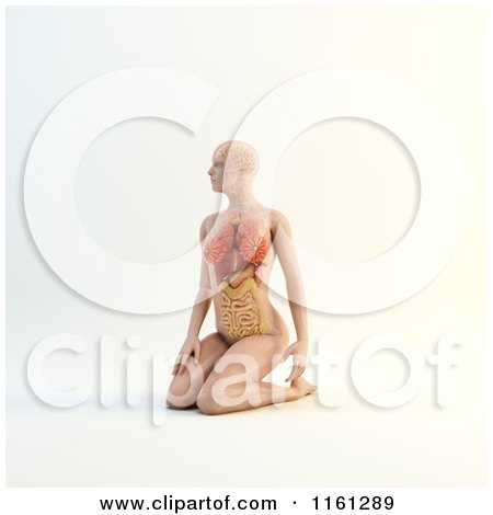 Clipart of a 3d Woman Kneeling with Visible Anatomy and Organs - Royalty Free CGI Illustration by Mopic