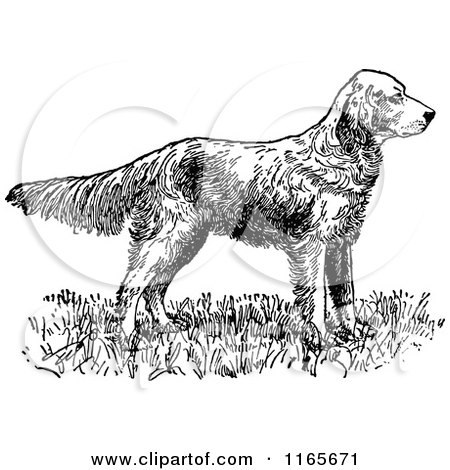 Clipart of a Retro Vintage Black and White English Setter Dog - Royalty Free Vector Illustration by Prawny Vintage