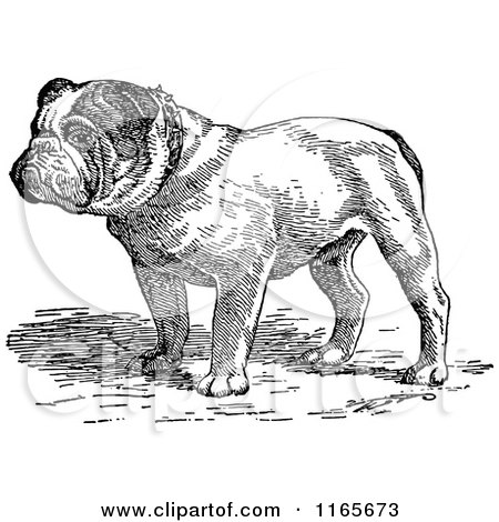 Clipart of a Retro Vintage Black and White English Bulldog - Royalty Free Vector Illustration by Prawny Vintage