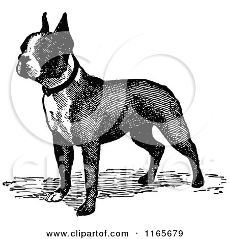 Clipart of a Retro Vintage Black and White Boston Terrier Dog - Royalty Free Vector Illustration by Prawny Vintage
