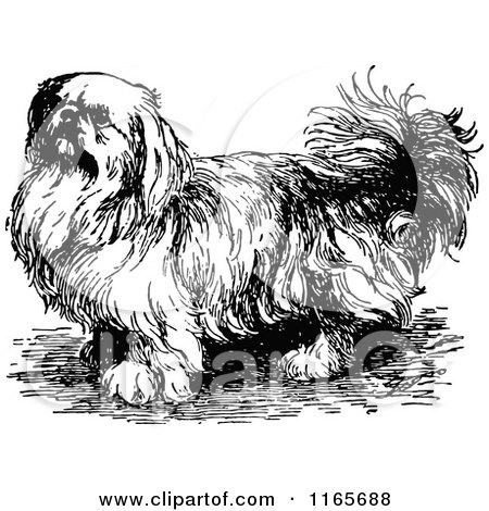 Clipart of a Retro Vintage Black and White Pekingese Dog - Royalty Free Vector Illustration by Prawny Vintage