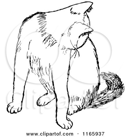 Clipart of a Retro Vintage Black and White Cat Grooming - Royalty Free Vector Illustration by Prawny Vintage