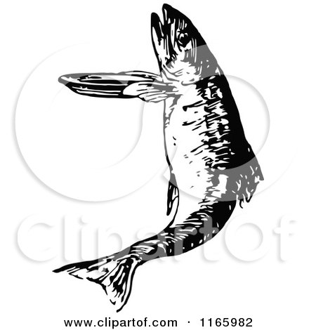 Clipart of a Retro Vintage Black and White Leaping Fish - Royalty Free Vector Illustration by Prawny Vintage