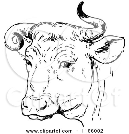 Clipart of a Retro Vintage Black and White Bull with Curly Horns - Royalty Free Vector Illustration by Prawny Vintage