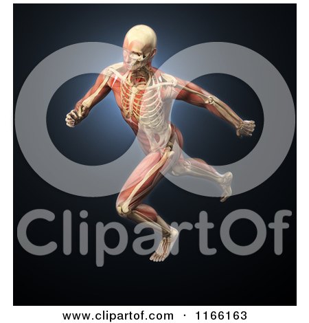 Clipart of a Runners Body with Visible Muscles and Bones over Blue - Royalty Free CGI Illustration by Mopic