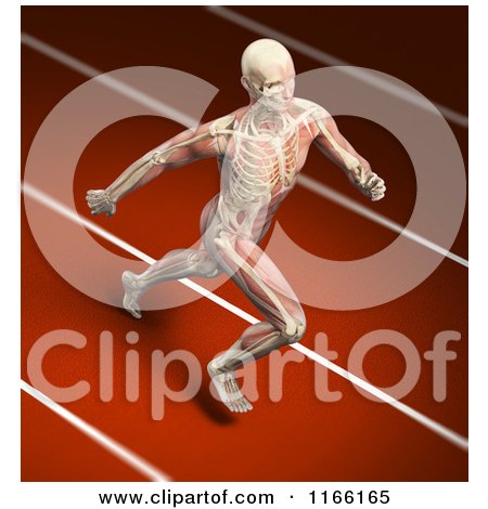 Clipart of a Runners Body with Visible Skeleton and Muscles on a Track - Royalty Free CGI Illustration by Mopic
