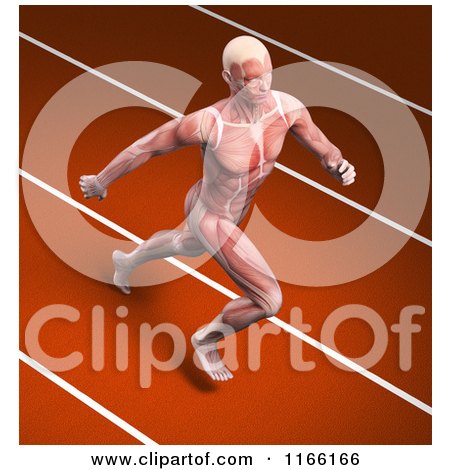 Clipart of a Runners Body with Visible Muscles on a Track - Royalty Free CGI Illustration by Mopic