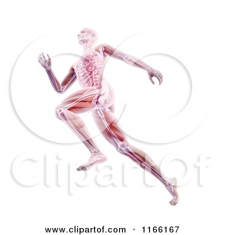 Clipart of a Runners Body with Visible Muscles and Bones over White - Royalty Free CGI Illustration by Mopic