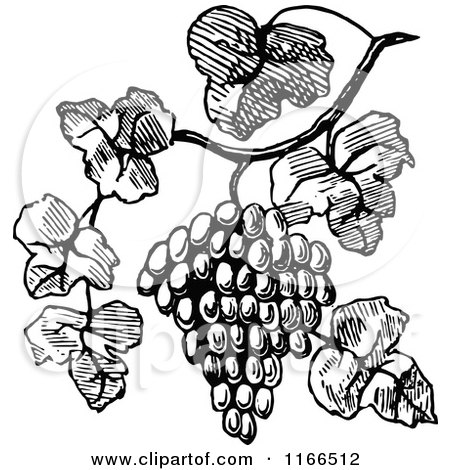 Clipart of a Retro Vintage Black and White Bunch of Grapes on the Vine - Royalty Free Vector Illustration by Prawny Vintage