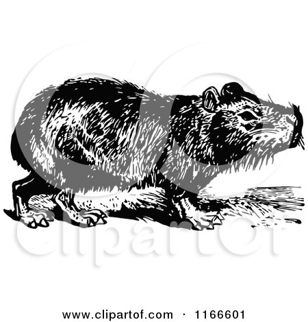 Clipart of a Retro Vintage Black and White Capybara - Royalty Free Vector Illustration by Prawny Vintage