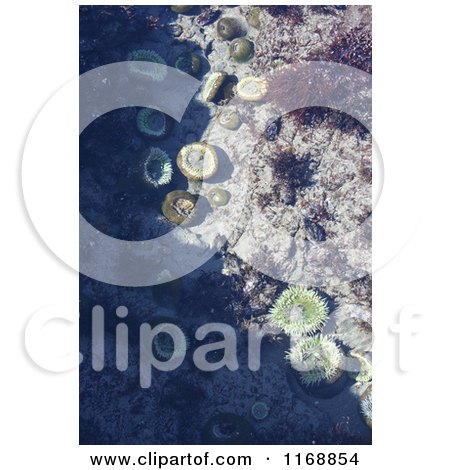 Stock Photo of a Tide Pool with Sea Anemones in Gold Beach Oregon - Royalty Free Nature Photography by Jamers