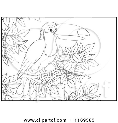 Cartoon of an Outlined Toucan Bird Perched in a Tree - Royalty Free Vector Clipart by Alex Bannykh